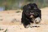 LHASSA APSO 031